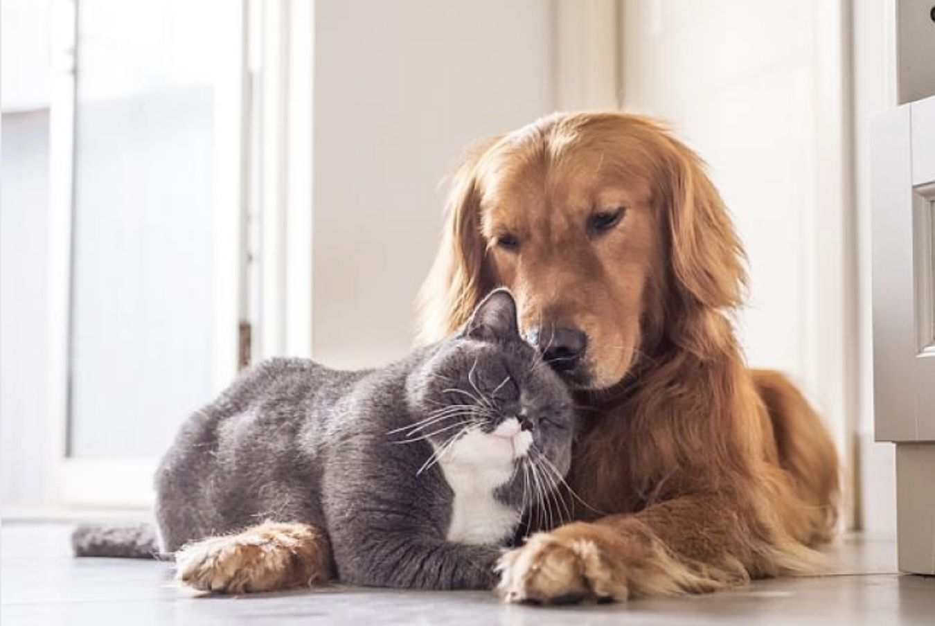 Animal-Care